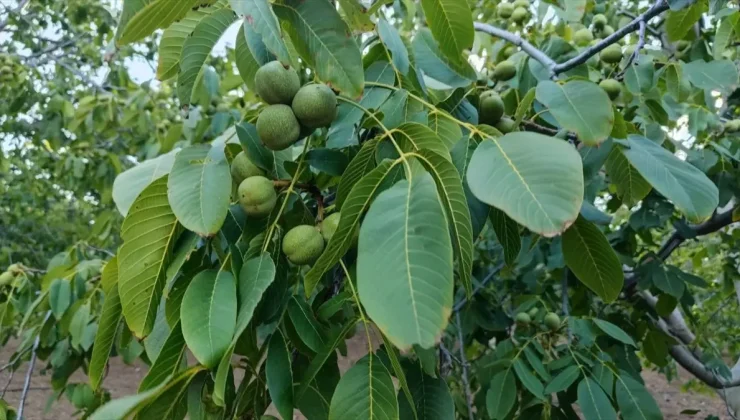 Çorum Oğuzlar ilçesinde ceviz hasadı başlıyor